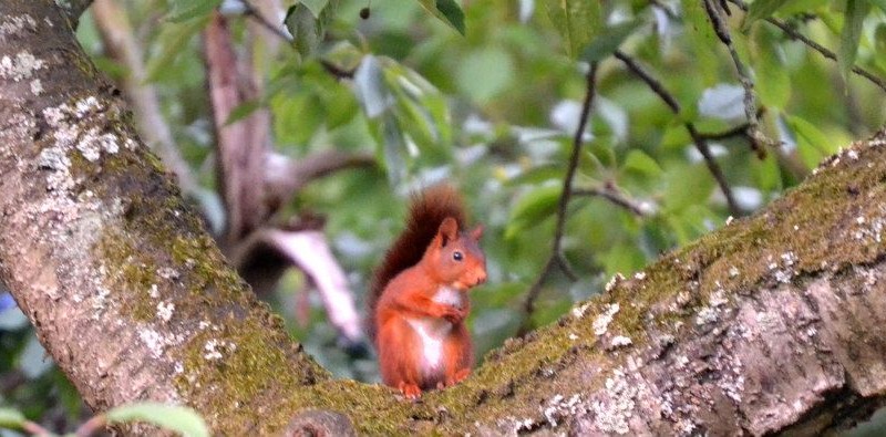 Un ecureuil au Gite en Alsace